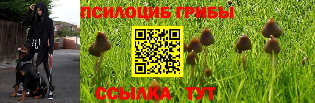 Псилоцибиновые грибы MAGIC MUSHROOMS  Вход с VPN  Гусиноозёрск 